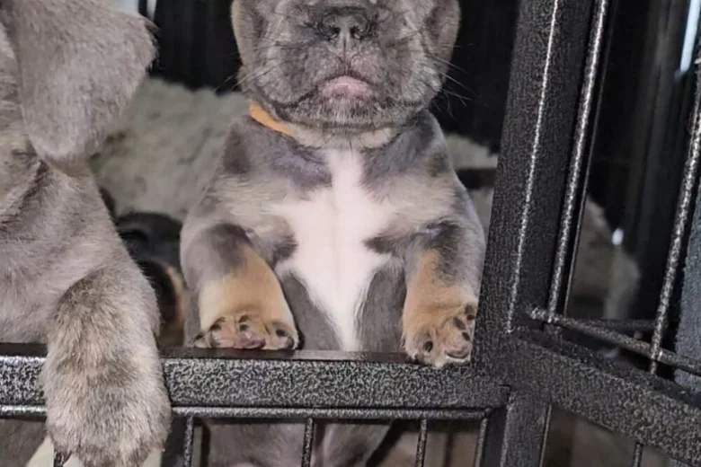 French Bulldog