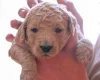 Goldendoodle