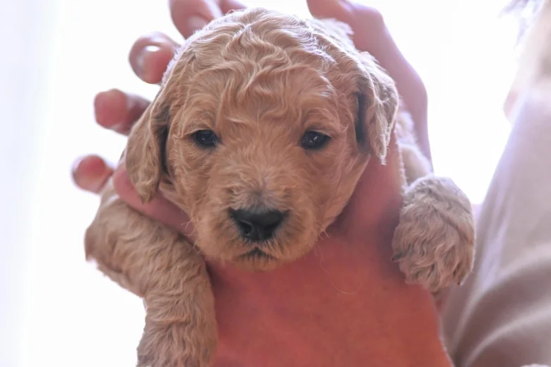 Goldendoodle