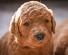 Goldendoodle