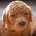Goldendoodle