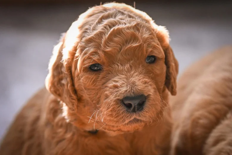 Goldendoodle
