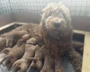 Goldendoodle