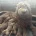 Goldendoodle