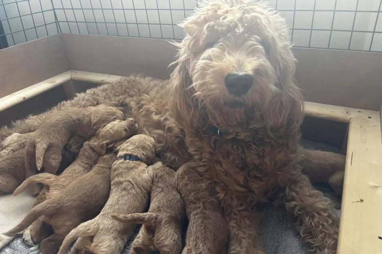 Goldendoodle