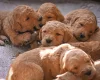 Goldendoodle