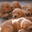 Goldendoodle
