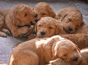 Goldendoodle
