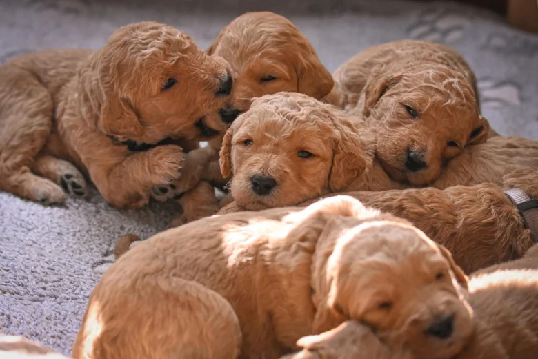 Goldendoodle