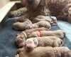 Goldendoodle