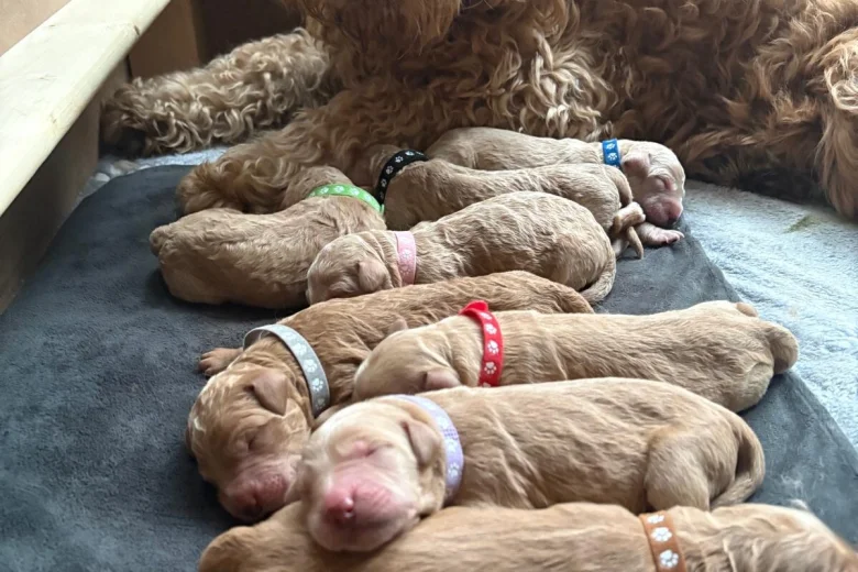 Goldendoodle