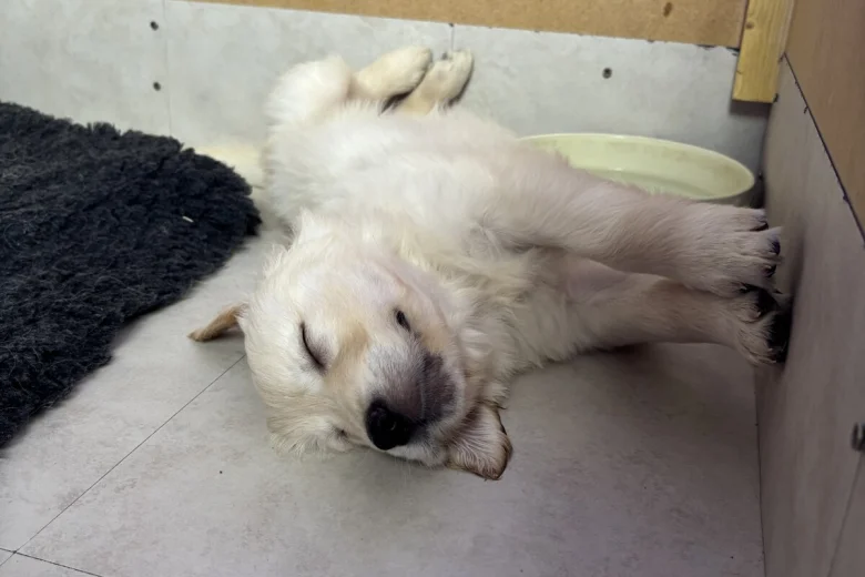Golden Retriever