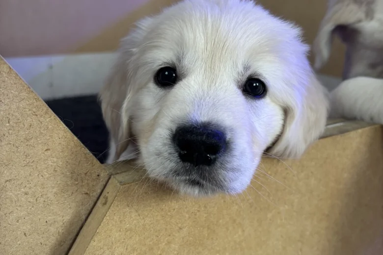 Golden Retriever