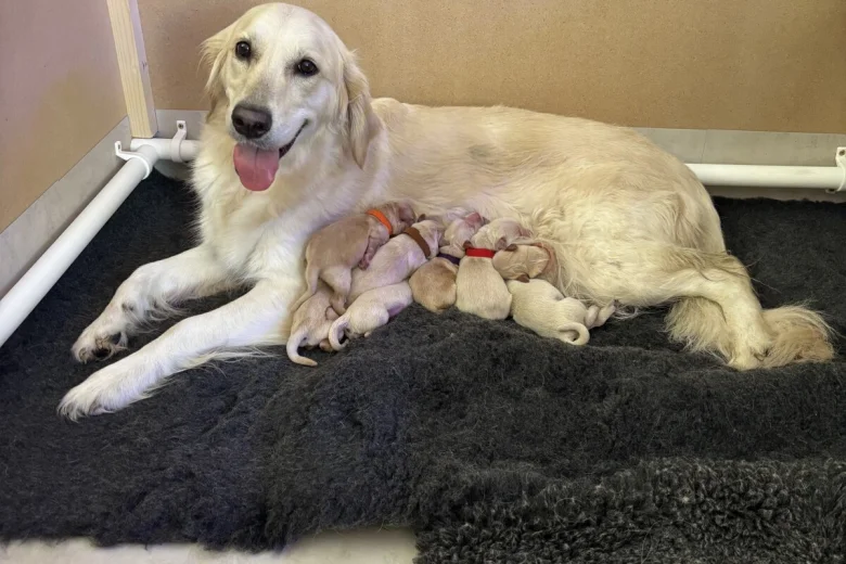 Golden Retriever