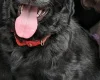 Flat Coated Retriever