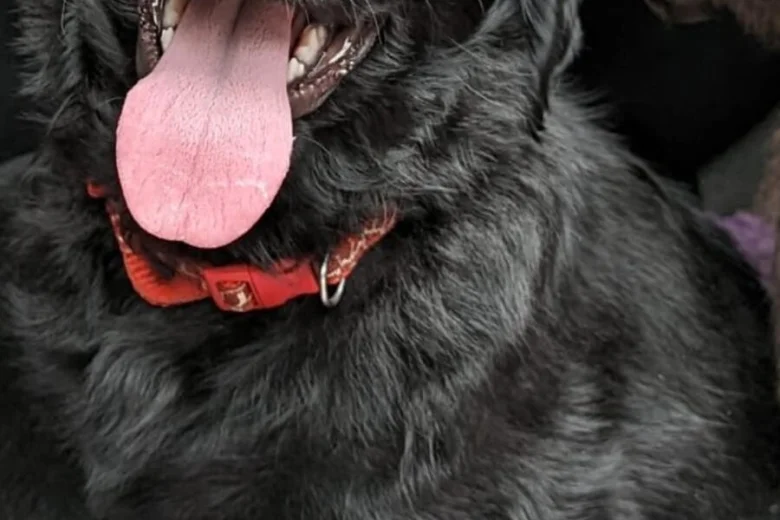 Flat Coated Retriever