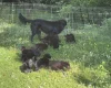 Flat Coated Retriever