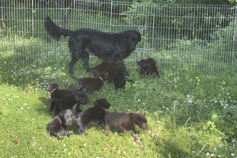 Flat Coated Retriever