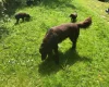 Flat Coated Retriever