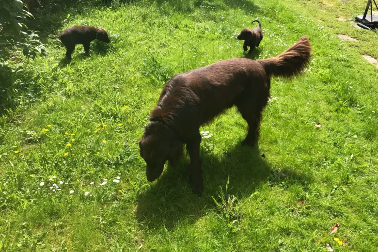 Flat Coated Retriever