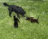 Flat Coated Retriever