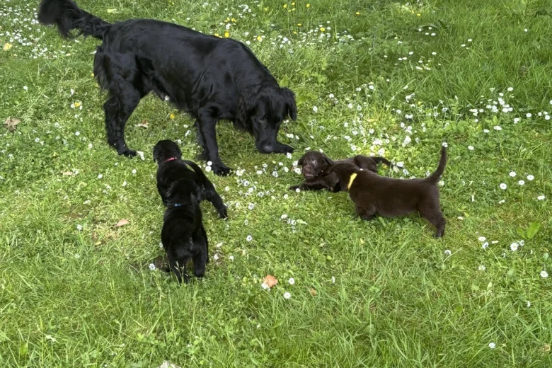 Flat Coated Retriever