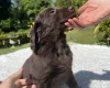 Flat Coated Retriever