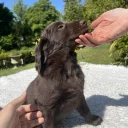 Flat Coated Retriever