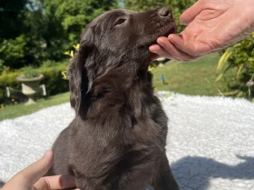 Flat Coated Retriever