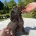 Flat Coated Retriever