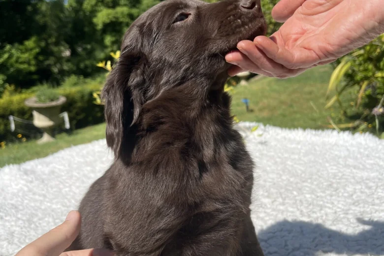 Flat Coated Retriever