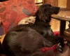 Flat Coated Retriever
