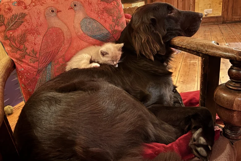 Flat Coated Retriever