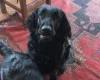 Flat Coated Retriever