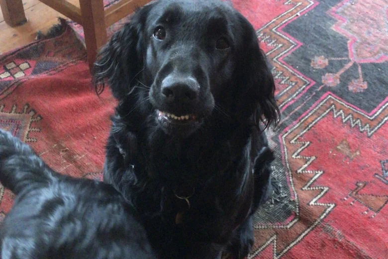 Flat Coated Retriever
