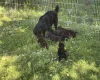 Flat Coated Retriever
