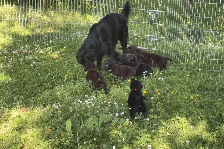Flat Coated Retriever