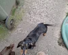 Dachshund (Miniature Smooth Haired)