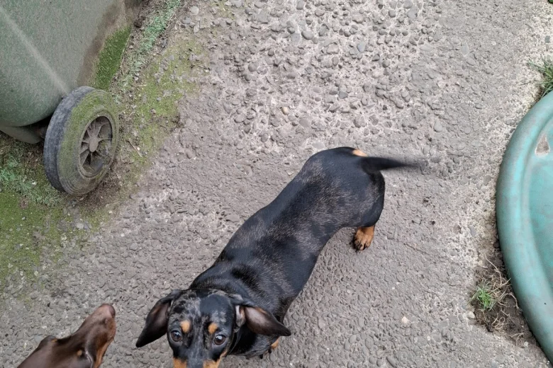 Dachshund (Miniature Smooth Haired)