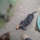 Dachshund (Miniature Smooth Haired)