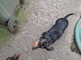 Dachshund (Miniature Smooth Haired)