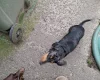 Dachshund (Miniature Smooth Haired)