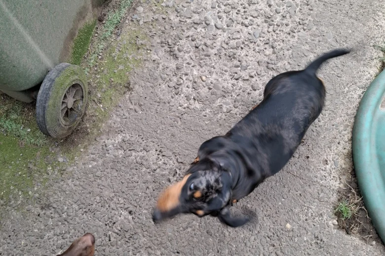 Dachshund (Miniature Smooth Haired)