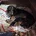 Dachshund (Miniature Smooth Haired)