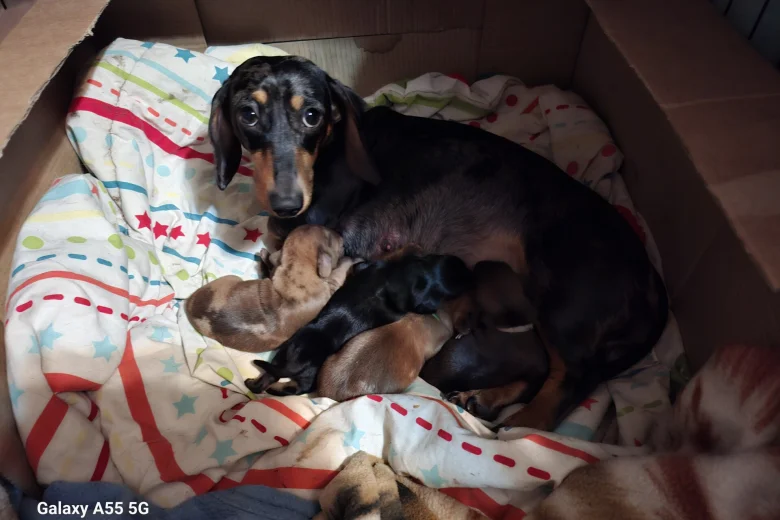 Dachshund (Miniature Smooth Haired)