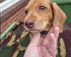 Dachshund (Miniature Smooth Haired)