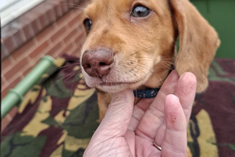 Dachshund (Miniature Smooth Haired)