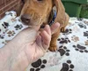 Dachshund (Miniature Smooth Haired)