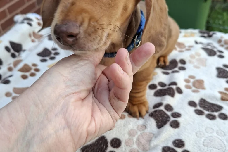 Dachshund (Miniature Smooth Haired)