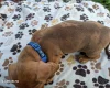 Dachshund (Miniature Smooth Haired)